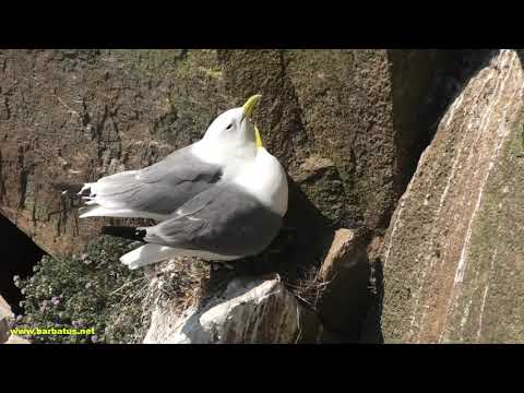GAVIOTA TRIDÁCTILA | KITTIWAKE | Rissa tridactyl