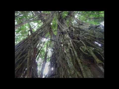 MEDITATION D'ANCRAGE PROFOND