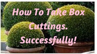 How to take Box cuttings. Successfully!