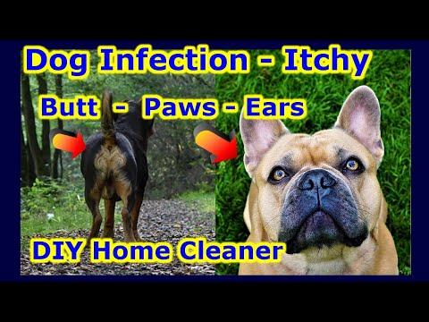Dog - Cat - EAR BUTT PAWS INFECTION - Anti Fungal Bacteria Inflammation Itching - Home Made Cleaner