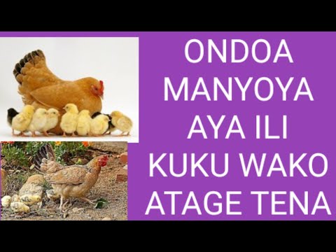 , title : 'Faida ya kuondoa manyoya ya mkiani kwa kuku wako'
