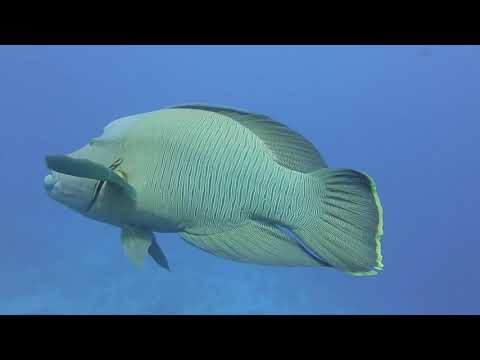 Egypt Red Sea Scuba Diving - Brothers Islands, Daedalus and Elphinstone 2021