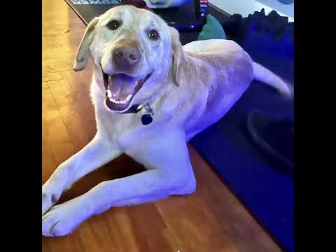 Jack, an adopted Yellow Labrador Retriever & Labrador Retriever Mix in Chico, CA_image-1