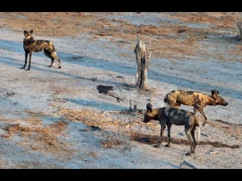 Pack of African Wild Dogs watched by a Spotted Hyena, but gets too close and pays the price.