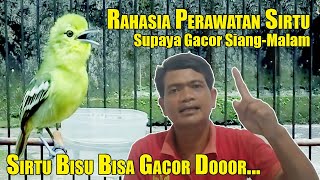 Download lagu CARE FOR SIRTU BIRD SO IT COME SINGING QUICKLY || HOW TO CARE FOR SIRTU BIRD SO IT COME SINGING Q... mp3 Download lagu CARE FOR SIRTU BIRD SO IT COME SINGING QUICKLY || HOW TO CARE FOR SIRTU BIRD SO IT COME SINGING Q... mp3