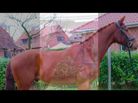 Sir Heinrich 4 years old