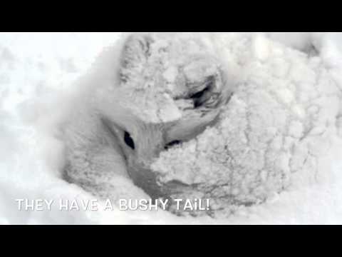 Jana's Arctic Fox iMovie