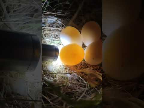Love Birds Egg Candling #youtubeshorts #shorts #foryou
