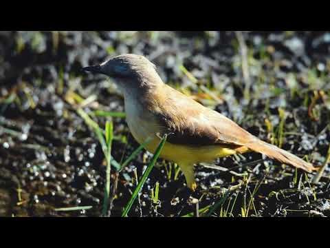 The ibera wetlands are the paradise to the birdwatchers