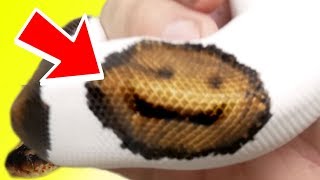 ANOTHER SMILEY EMOJI SNAKE!!! | BRIAN BARCZYK by Brian Barczyk