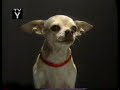 Micky Dolenz In Spydogs Spydogs Commercial Training Session