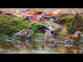 bramblings and common chaffinch drink water in autumn puddle mp4 bramblings and common chaffinch drink water in autumn puddle mp4