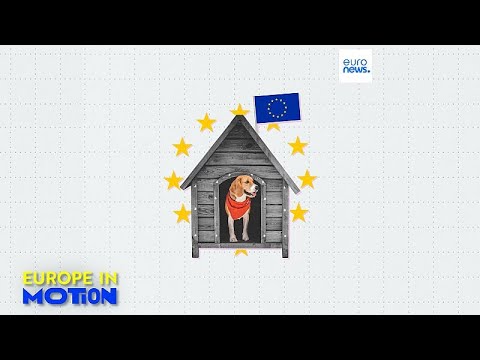 Hunde als Haustiere: Wo in der EU ist der beste Freund des Menschen am beliebtesten?