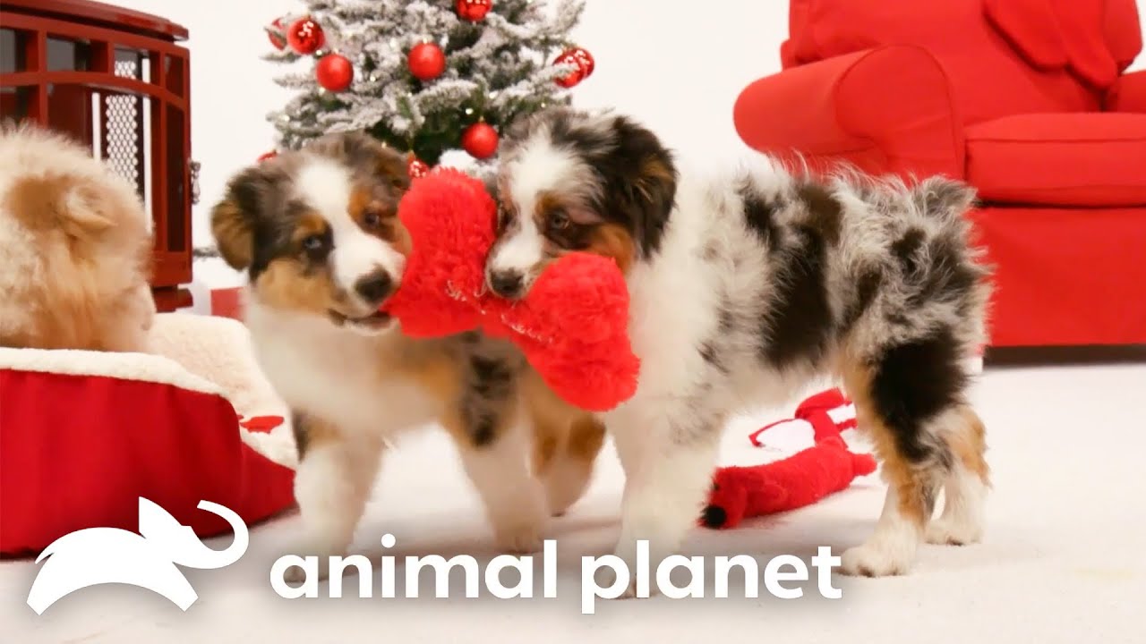 Christmas Cuteness! | Too Cute! | Animal Planet