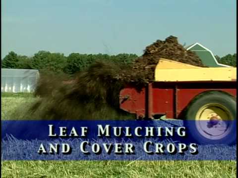 Cover Cropping Techniques - Muth Farms, Williamstown, NJ