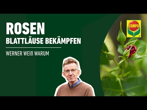 Blattläuse an Rosen bekämpfen - biologischer Pflanzenschutz | COMPO