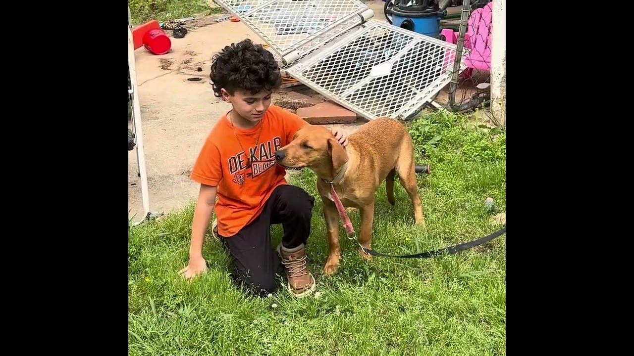 Enlarge Lucy Hicks, a Adoptable mixed breed in Princeton, MA video 4/4