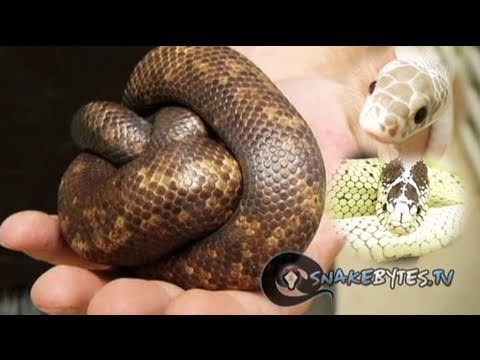 Snake Bytes TV - Pricing Snakes : SnakeBytesTV