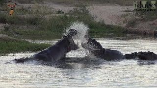 Argumentative Hippos | African Wildlife Interactions