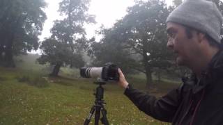 Wildlife Photography: shutter speed, aperture, exposure, iso,