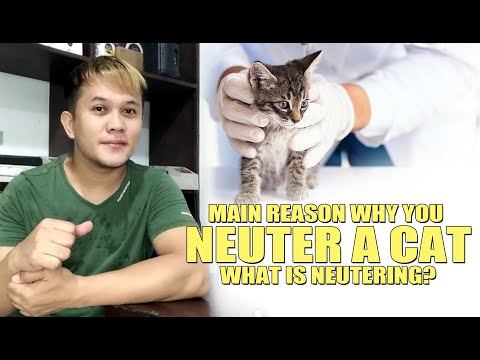 MAIN REASON WHY YOU NEUTER A CAT - WHAT IS NEUTERING?