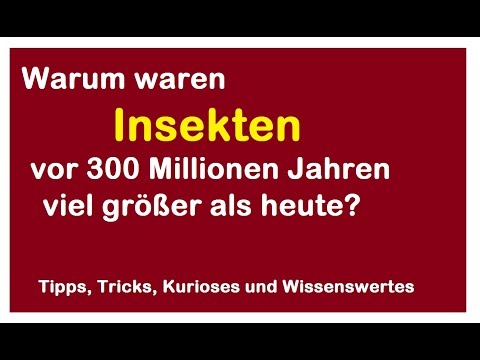Warum Insekten vor 300 Millionen Jahren viel deutlich größer waren Tracheensystem Größe Libelle