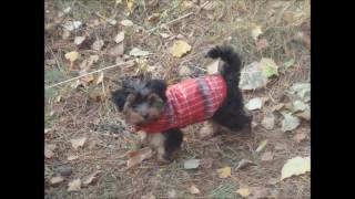 preview picture of video 'Yorkshire Terrier Puppy vs Fox Terrier [HD]'