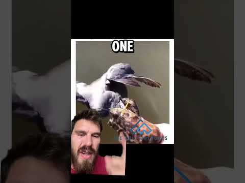 A decent time to intervene in nature #animal #animals #nature #outdoors #wildlife #predator #prey