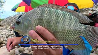 Download lagu MANCING MANIA | MENCARI GURAME MONSTER DAN MUJAIR DI DALAM HUTAN (25/02/18) 1-3 mp3 Download lagu MANCING MANIA | MENCARI GURAME MONSTER DAN MUJAIR DI DALAM HUTAN (25/02/18) 1-3 mp3