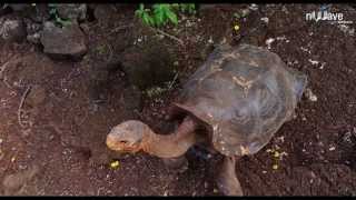 Galapagos 3D: Nature's Wonderland - Film Clip | Biodiversity