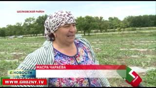 В Чечне скоро начнется сезон сбора бахчевых культур