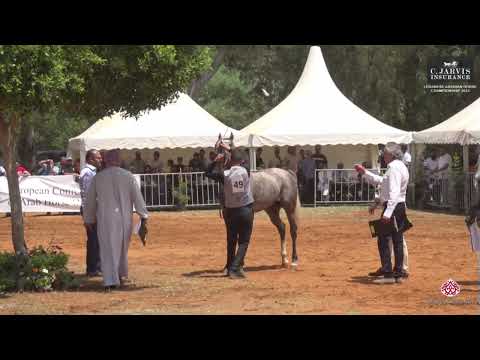 N 49 TAAHID SAMJAD   Lebanese Arabian Horse Championship 2023   Stallions 4 6 Years Old Class 8