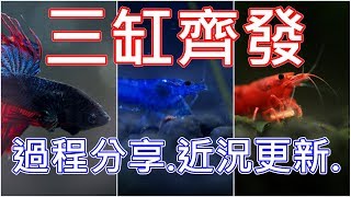 鬥魚哥回歸！一次介紹三個魚缸 | 極火蝦缸 | 藍絲絨蝦缸 | 鬥魚哥裸缸 | betta fish | shrimps tank | quick update | CC字幕