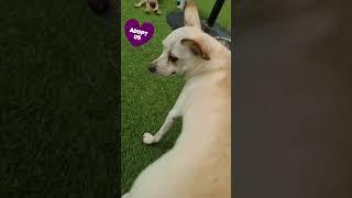 These sweet loving boys Ying and Yang are up for adoption These sweet loving boys Ying and Yang are up for adoption