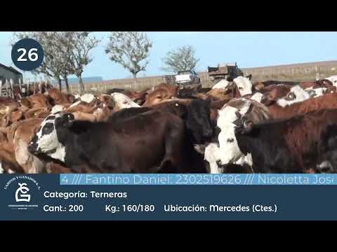 Lote Ter Hembras - Mercedes Ctes