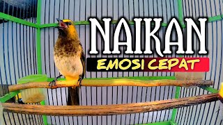 Download lagu Rengganis gacor menantang lawan, pancingan cucak wilis naikan emosi gacor rajin bunyi mp3 Download lagu Rengganis gacor menantang lawan, pancingan cucak wilis naikan emosi gacor rajin bunyi mp3