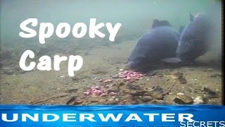 Spooking off the rig underwater carp fishing