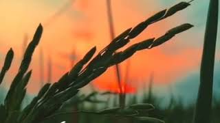 Download lagu Sedoyo mawut (story 30d) mp3