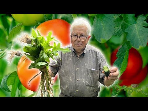 Nonno's Epic Garden Tour 2025 | See What He's Growing!