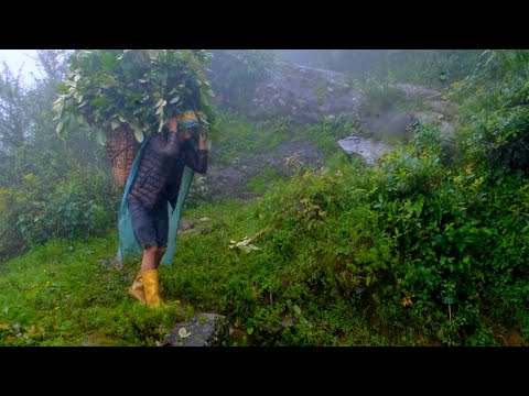 Cutting Grass for cows in Rural Nepal || Nepali Village Lifestyle ||