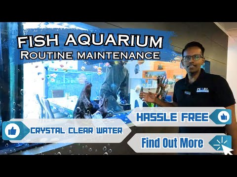 8 Feet Fish Aquarium Tank Routine Maintenance at Our Corporate Client Office