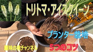 [Tritoma Ice Queen] 5 Tips for Growing in a Planter 25/8/21