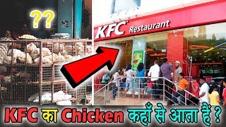 KFC चिकन कहाँ से आता हैं ? Where KFC chicken come From