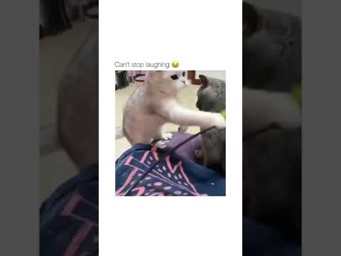 Cat fight in slow motion