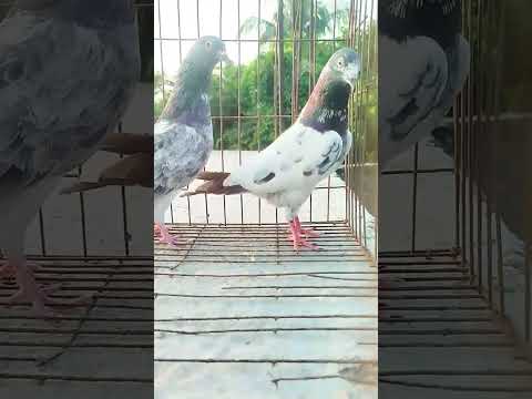 Highflyer birds #kobutor #kabootar #pigeon #kabutar #pigeonhouse #pigeonbd #yhn