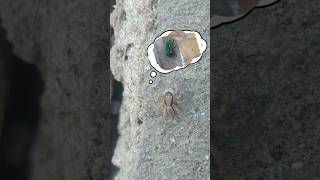 Aracnideos #shorts #spider #aracnideos