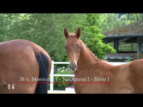 OL Elite Hengstfohlen von  Morricone I x  San Amour I x Silvio I (ET)