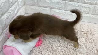 ハーフ犬の動画01