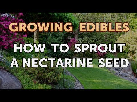 How to Grow Mangosteen From Seed