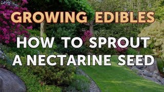 How to Sprout a Nectarine Seed